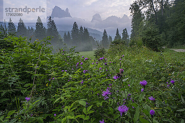 Italien  Trentino-Südtirol  Wildblumen blühen im Morgengrauen im Val Canali