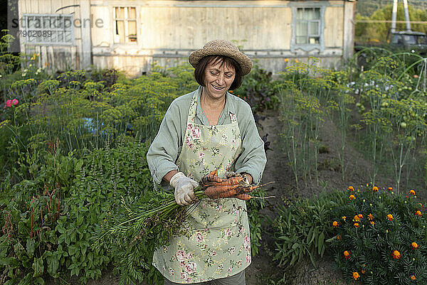 Glückliche ältere Frau mit frisch gepflückten Karotten im Garten