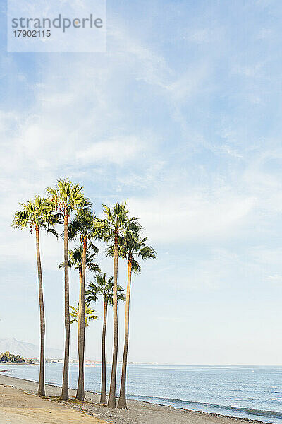 Palm trees at beach on sunny day