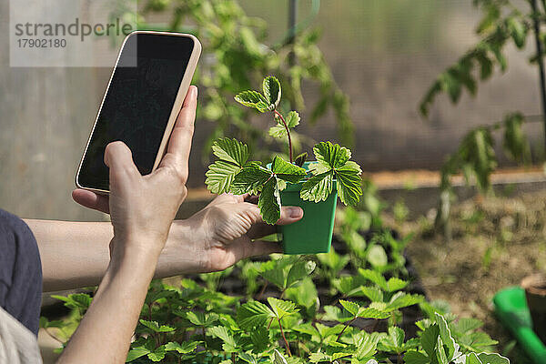 Hand eines Bauern  der Topfpflanzen per Smartphone fotografiert