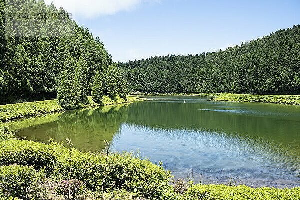 Portugal  Azoren  See Lagoa das Empadadas  umgeben von grünem Pinienwald