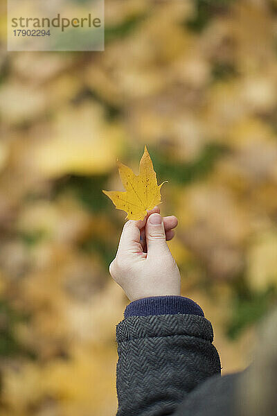 Hand eines Jungen  der ein Herbstblatt hält