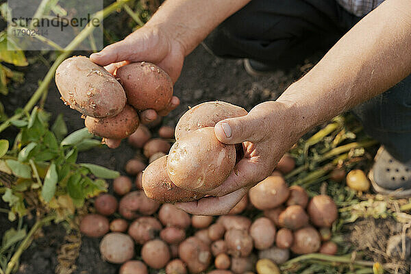 Hände eines Bauern  der an einem sonnigen Tag Kartoffeln hält