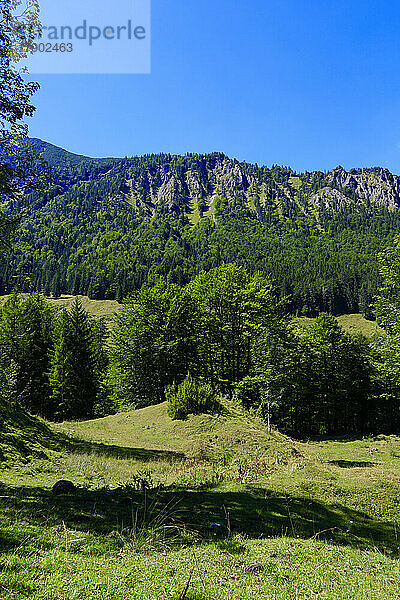 Deutschland  Bayern  Grüner Wald in den Bayerischen Alpen