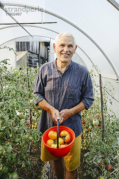 Glücklicher älterer Mann mit Eimer voller reifer Tomaten im Gewächshaus