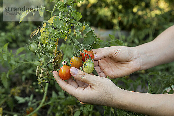 Hände einer Frau untersuchen Tomaten im Gemüsegarten