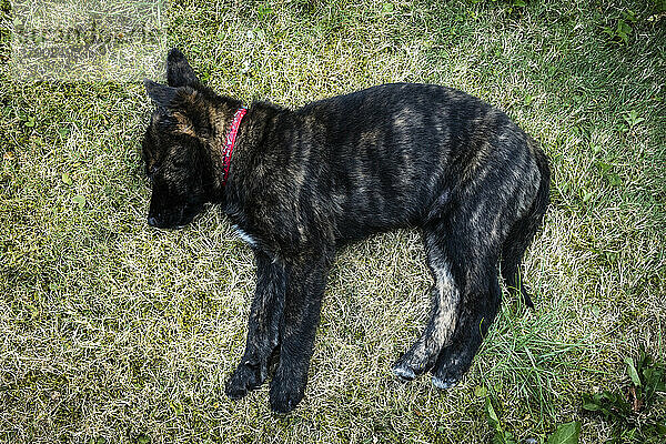 Schwarzer Welpe schläft auf Gras