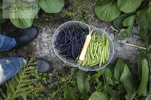 Basket of freshly harvested green and purple beans