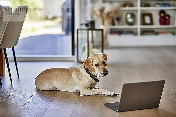 Hund schaut zu Hause auf Laptop auf dem Boden