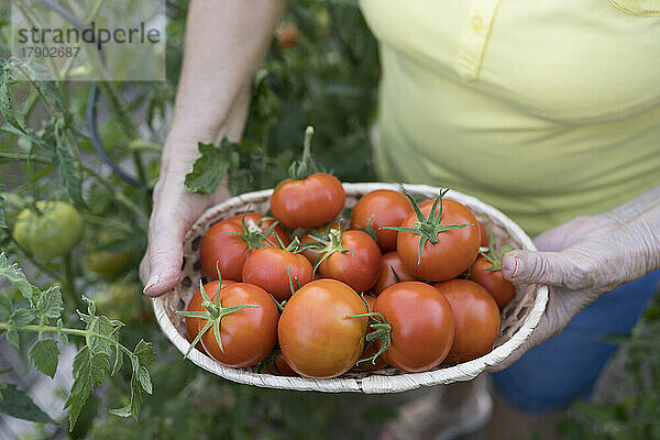 Frau hält einen Korb mit frischen Bio-Tomaten