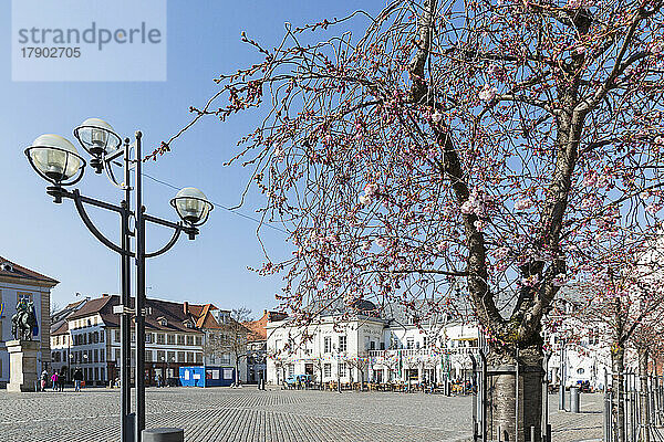 Deutschland  Rheinland-Pfalz  Landau  Straßenlaterne und blühender Mandelbaum vor dem Rathausplatz