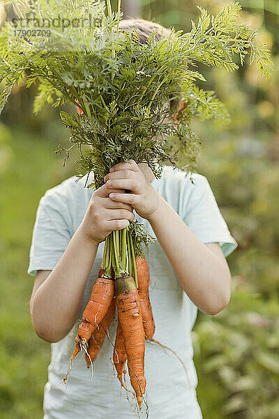 Junge hält Karotten vor Gesicht