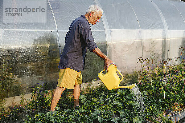 Älterer Mann gießt Kräuter im Gemüsegarten