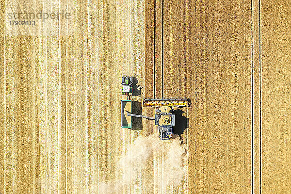 Luftaufnahme eines Mähdreschers in einem riesigen Weizenfeld