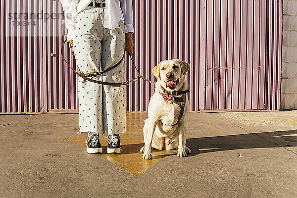 Frau steht auf Pfeilsymbol mit Labrador Retriever Hund