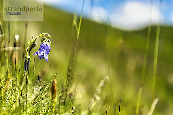 Lila Glockenblume (Campanula alpina) blüht im Frühling