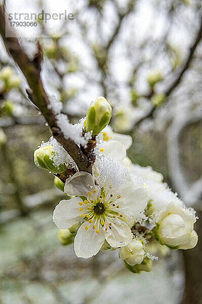 Obstbaumblüten im Winter