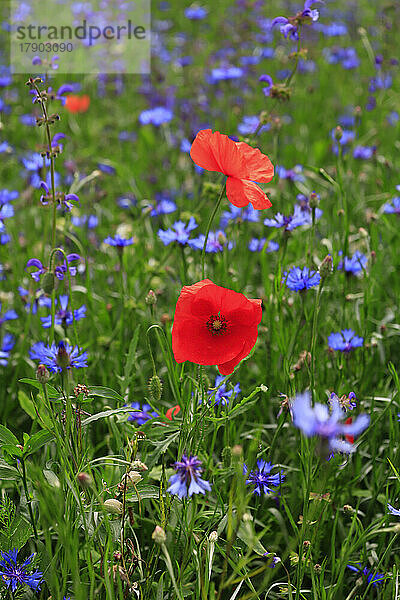 Poppies and cornflowers blooming in meadow