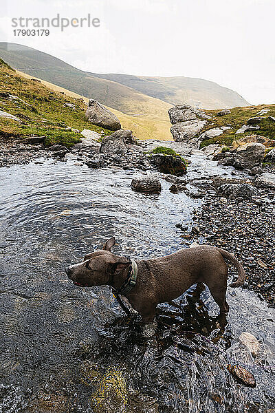 Hund steht im See vor Bergen