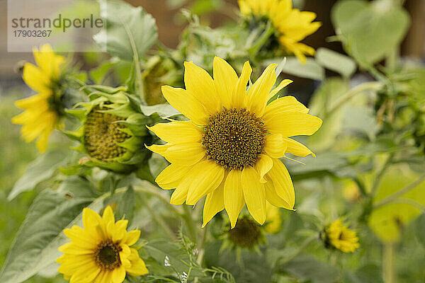 Gelbe Sonnenblumen wachsen auf Pflanzen im Garten