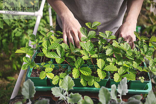 Hands of farmer examining plants in greenhouse