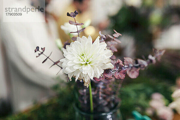 Frische Chrysanthemenblume in Vase im Blumenladen
