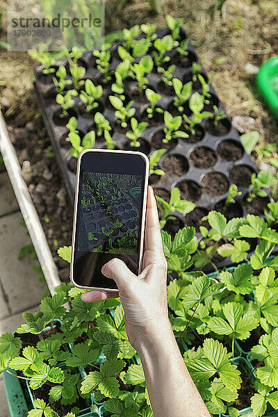 Hand eines Bauern  der Pflanzen per Smartphone im Gewächshaus fotografiert