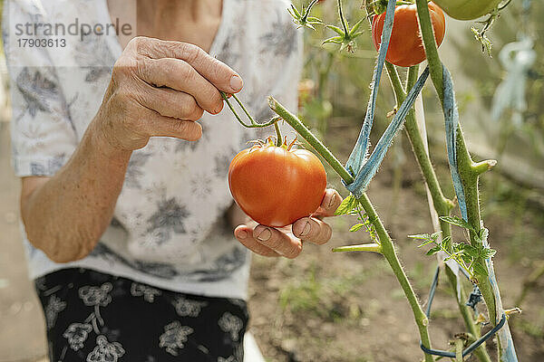 Ältere Frau mit Tomaten im Gewächshaus