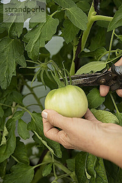 Hände einer Frau pflücken Tomaten mit einer Schere im Garten