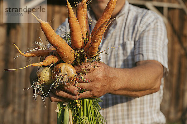Älterer Bauer hält Karotten und Zwiebeln an einem sonnigen Tag