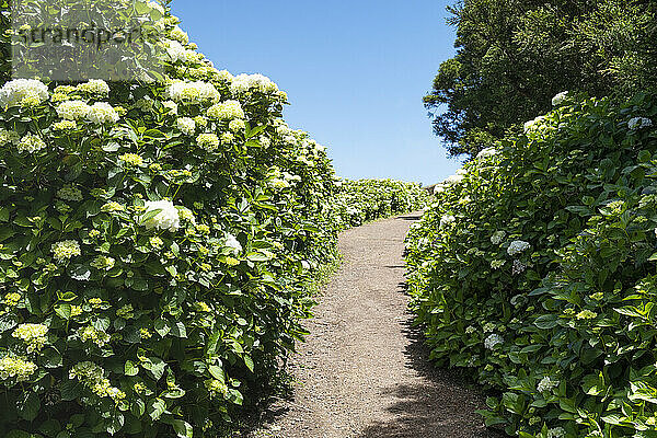 Portugal  Azoren  unbefestigter Fußweg  der sich zwischen Büschen blühender Hortensien erstreckt