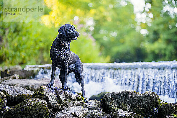Black Labrador standing on rock by river