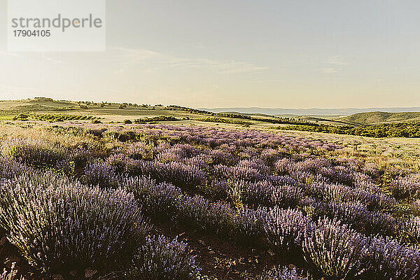 Purple lavender flowers blooming in field on sunset