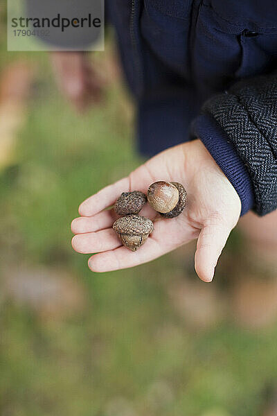 Hand of boy showing acorn