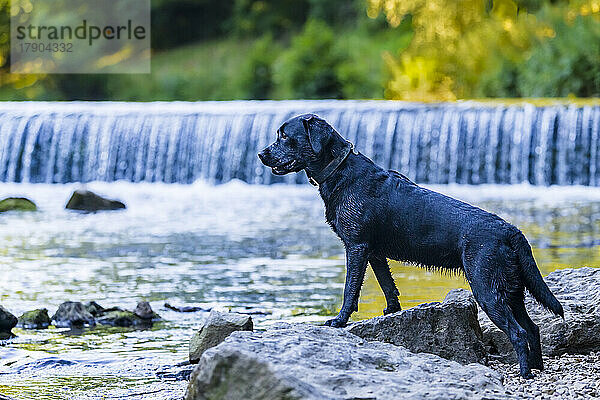 Schwarzer Labrador Retriever steht auf einem Felsen am Fluss
