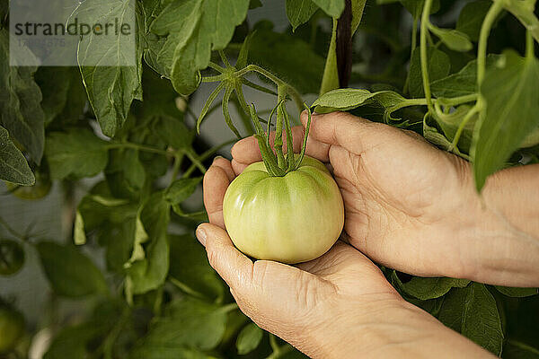 Hände einer Frau halten Tomaten an einer Pflanze im Garten