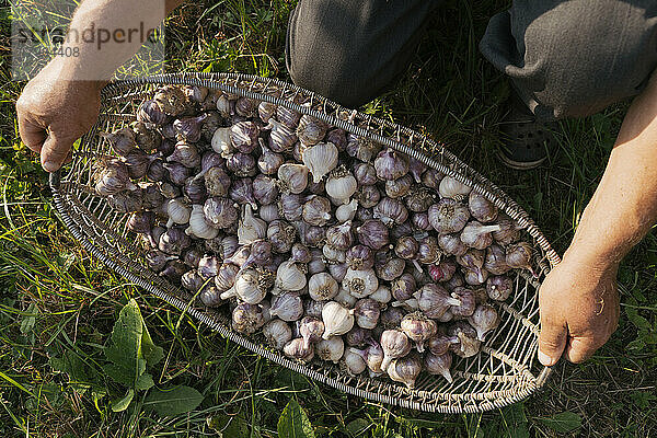 Senior farmer holding basket of garlic on sunny day