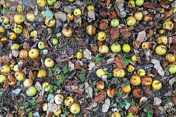 Apples rotting on ground in summer