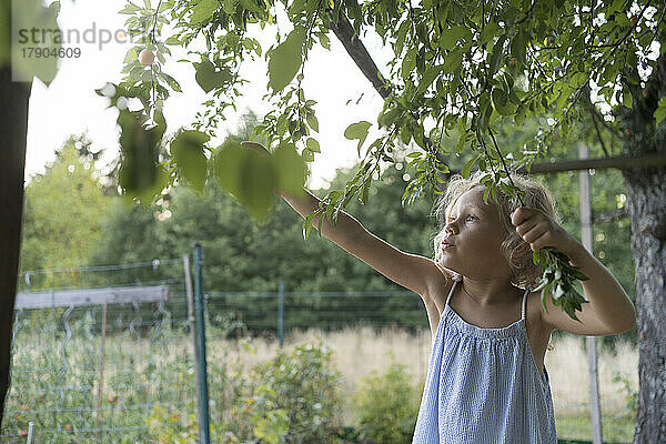 Neugieriges Mädchen erntet Pflaumen vom Baum im Garten
