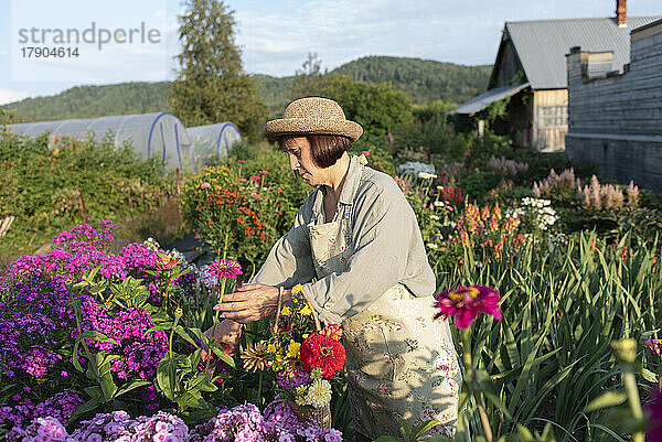 Ältere Frau pflückt an einem sonnigen Tag Zinnienblumen