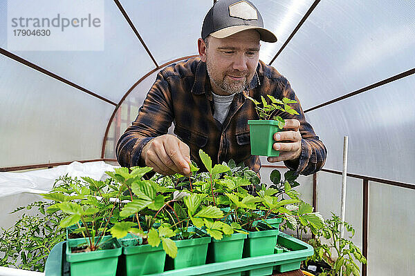 Farmer wearing hat examining potted plant in greenhouse