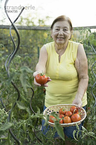 Ältere Frau erntet frische Tomaten im Garten