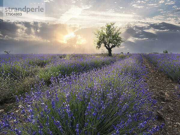 Ein kleiner Baum am Ende einer Lavendelreihe auf einem Feld bei Sonnenuntergang mit Wolken am Himmel  Plateau de Valensole  Provence  Frankreich  Europa