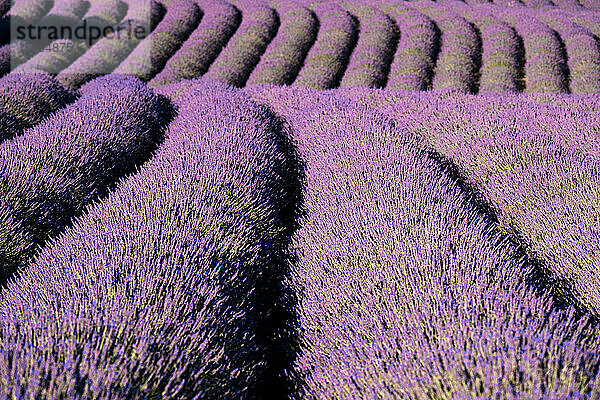 Linien eines Lavendelfeldes  Plateau de Valensole  Provence  Frankreich  Europa