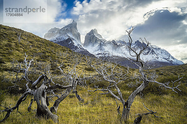 Kahle Bäume mit den Berggipfeln von Los Cuernos im Hintergrund  Torres del Paine National Park  Patagonien  Chile  Südamerika
