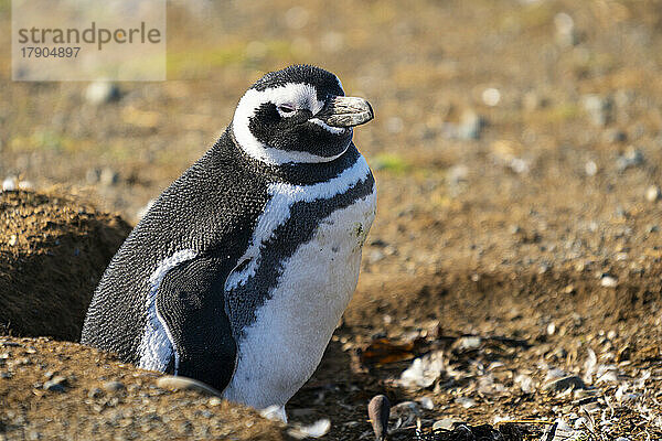 Magellanpinguin  Isla Magdalena  Patagonien  Chile  Südamerika