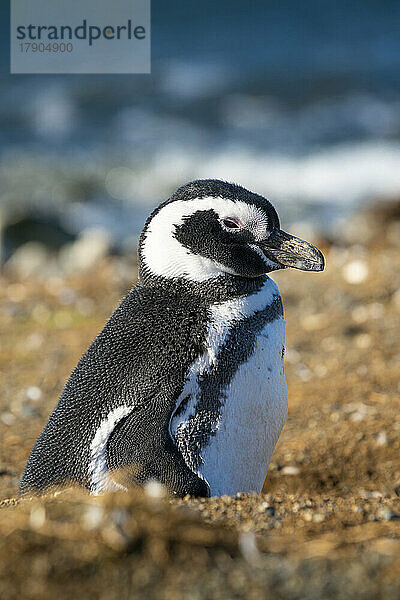 Magellanpinguin  Isla Magdalena  Patagonien  Chile  Südamerika