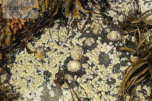 Gemeine Seepocken (Semibalanus balanoides) und Muscheln umgeben von Seetang (algae) auf einem Felsen  Lofoten  NorwegenT