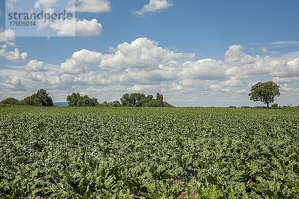 Zuckerrübenfeld  Anbau von Zuckerrüben (Beta vulgaris)  Wolkenhimmel  Südpfalz  Pfalz  Rheinland-Pfalz  Deutschland  Europa