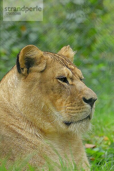 Löwin (Panthera Leo)  Tierportrait  Seitenansicht  captive  Zoo Salzburg  Österreich  Europa